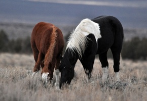 лошадь, трава, прогулка, Пара