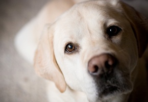 лабрадор, Собака, мордочка, ретривер, золотистый