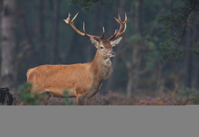 олени, фото животных, олень, дикая природа, Животные