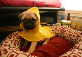 щенок, Мопс, желтый