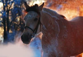 лошадь, конь, Животные