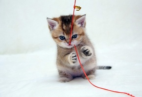 лапы, шнурок, котенок, Играет, красный, рыжий