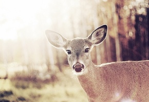 дикие, оленуха, Животные, самка, бемби, самки, олень