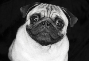 Мопс, песик, глазки