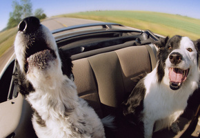 скорость, Машина, счастье