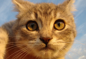 смотрит, Кот, рыжий