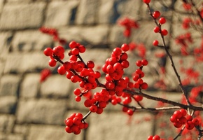 Макро, куст, весна, ветка, кирпич, красные ягоды, дерево