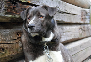 верность, тоска, Собака, взгляд, друг