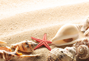 берег, песок, Ракушки, лето, солнце