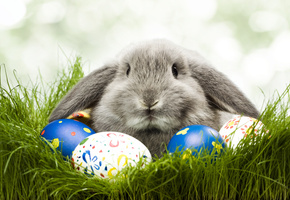 пасха, яйца, Кролик