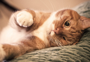 лапы, Кот, нос, прищурил глаз, рыжий