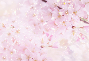 цветение, лепестки, вишня, цветы, розовый, Сакура