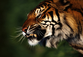 тигр, Лес, злость