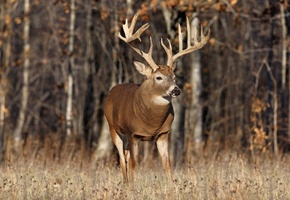 лоси, лось, олени, Животные, рога, трава, олень