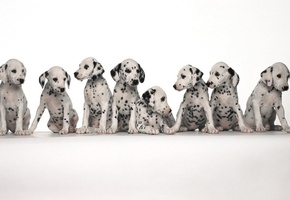 пятна, далматинцы, Собачки, , сидят