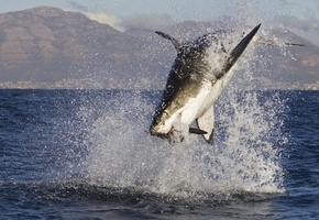 рыба, Акула, добыча, океан, shark