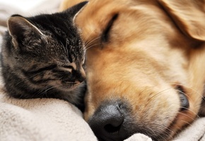 кот, дружба, Сон, пес