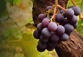 фрукт, лоза, макро, гроздь, Дерево, grapes, кисть, виноград