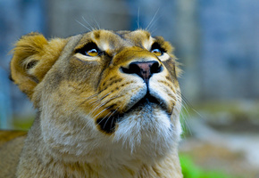 взгляд, львица, морда, вверх, Королева