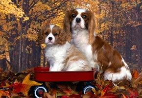 Щенок, мордочка, мама, глазки, тележка