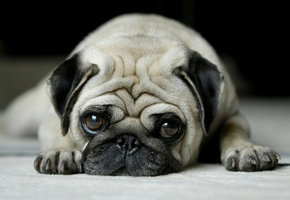 морда, глаза, Мопс