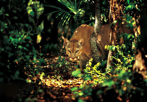 взгляд, Пума, зелень, деревья