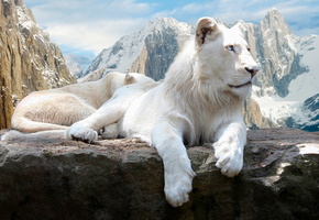 горы, Лев, скала