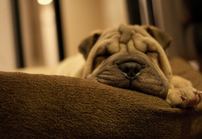 собака, пес, лапа, шарпей, порода, Щенок, складки, морда