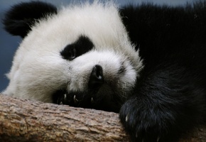 ветка, Панда, спит, медведь