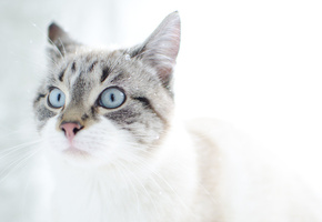 глаза, снег, Кот, котэ