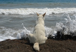 прибой, белый, брызги, пляж, Море, волны, вид, цвет, пена