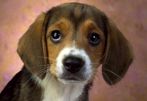 обои, щенок, Взгляд