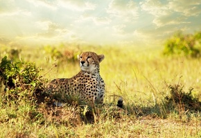 саванна, гепард, Cheetah, savanna, африка, взгляд, хищник