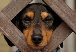 шерсть, нос, морда, глаза, груть, Такса