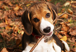 осень, щенок, природа, палка, Собака, пес, листья, малыш