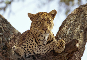 кошка, Леопард, хищник, взгляд