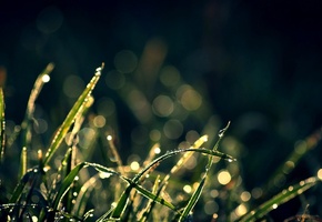 Растения, блики, обои, капли, фон, трава, боке, wallpapers