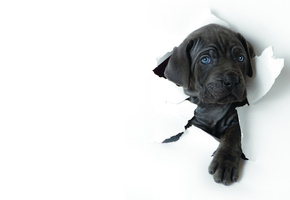 белая, лапа, морда, щенок, голубые, лист, бумага, Фон