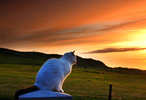 вечер, Кошка, закат, природа