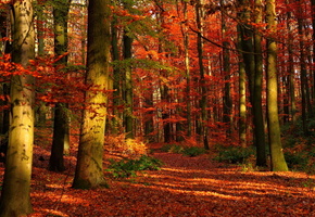 природа, осень, деревья, Лес