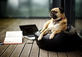 порода, взгляд, Собака, картинки, мордочка, мопс, пес