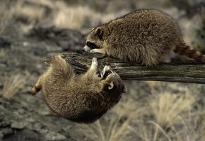 Еноты, природа, особь