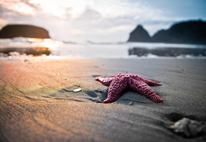 песок, звезда, пляж, Природа