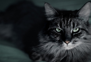 усы, Кот, макро, крупный план, полосатый, серый, кошка