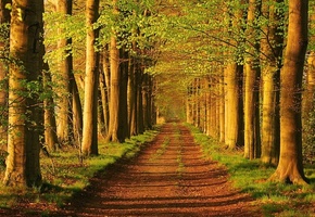 дорога, свет, Аллея, деревья, зелень