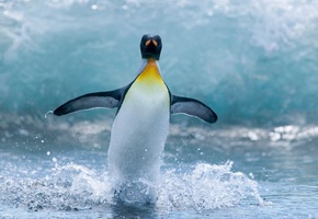 Пингвин, океан, крылья, вода, ласты, капли, брызги