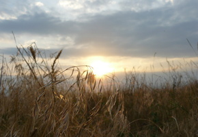 колосья, Тамань, рассвет