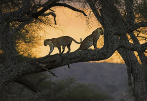 пара, Деревья, ствол, ветки, леопарды