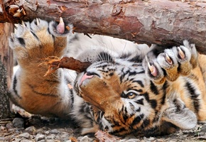 точит, коготки, кора, играется, тиграша, бревно, лапы, Дерево