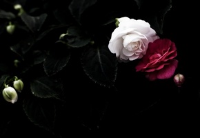 фон, листья, Чёрный, пара, белые, розы, красные, лепестки